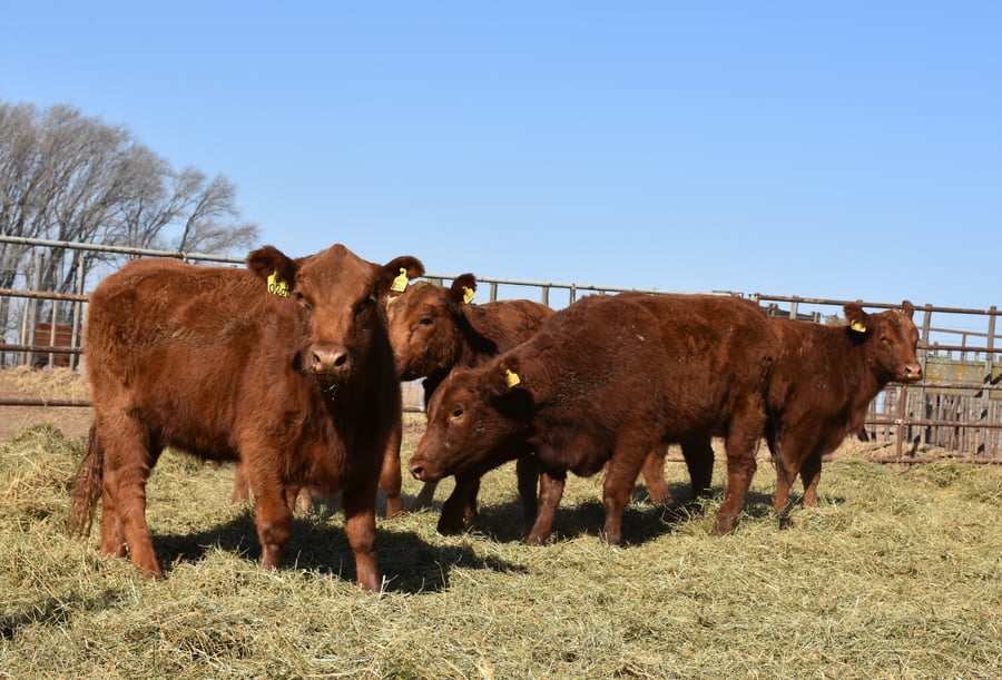 Lote VAQUILLONAS MAS CON GARANTÍA DE PREÑEZ (Corral 15)