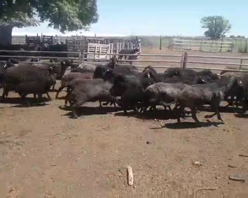 Lote 115 Ovejas Madres Karakul c/ 30 corderos chicos, Arrecifes, PBA.-