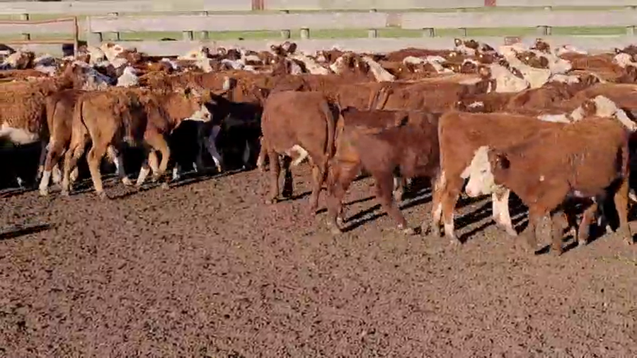 Lote 100 Terneros en Villaguay, Entre Ríos