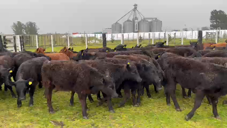 Lote 69 Terneras en Balcarce, Buenos Aires