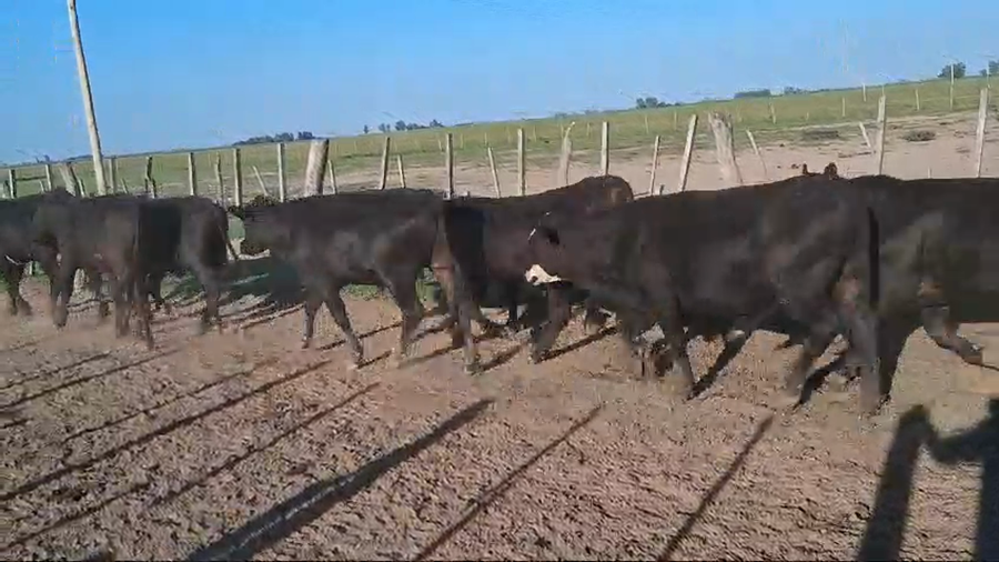 Lote 45 NOVILLITOS BRANGUS Y PAMPAS NEGROS EN LA PENCA, SANTA FE