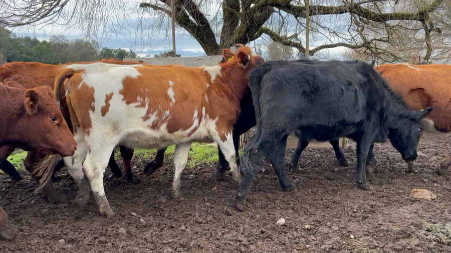 Lote 40 Vaquilla Engorda en Osorno, X Región Los Lagos
