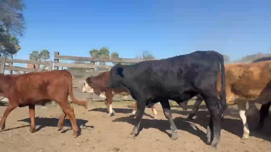 Lote 63 Terneros/as en Chaco, Tres Isletas