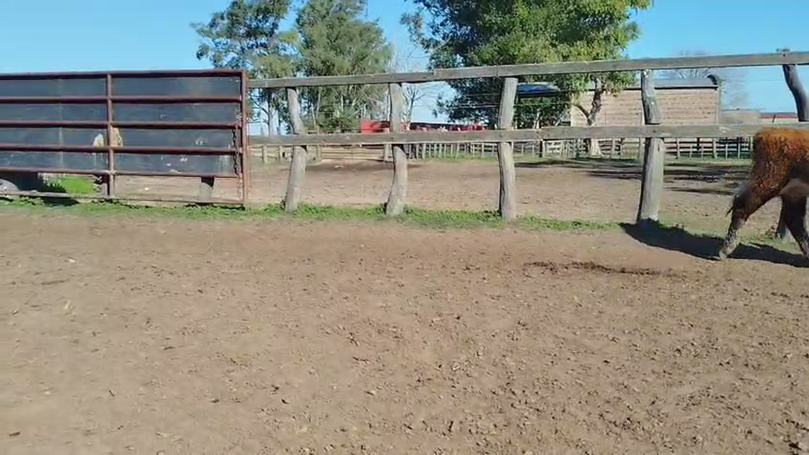 Lote 70 Terneros/as en Corrientes, Curuzu Cuatia