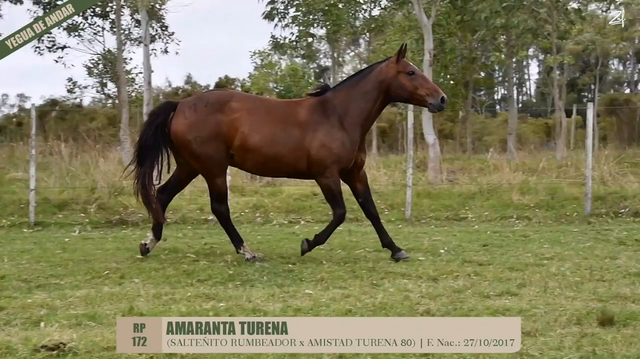 Lote AMARANTA TURENA