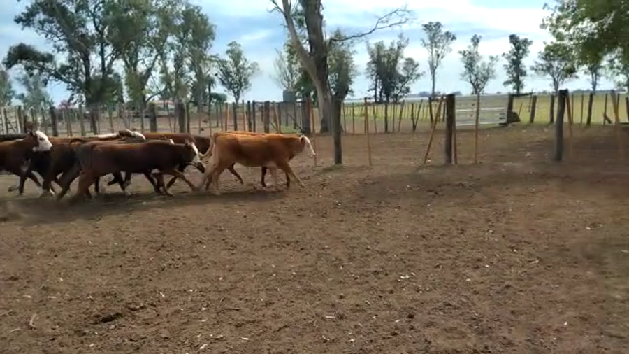 Lote 60 Terneras Braford y Cruzas en Cayastacito, Santa Fe