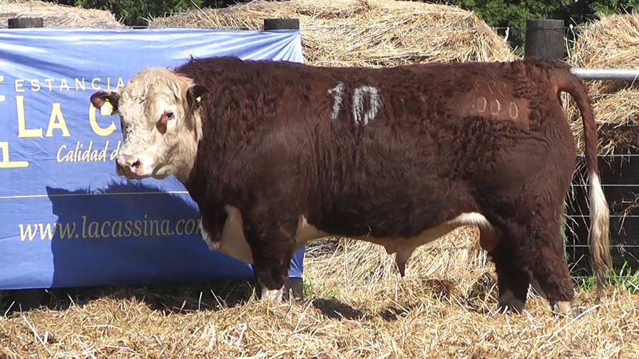 Lote TOROS P. HEREFORD PURO REGISTRADO
