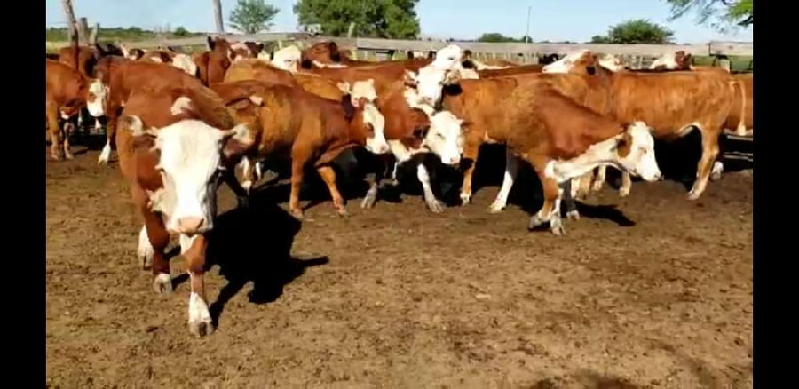 Lote 35 Terneros en Villaguay, Entre Ríos