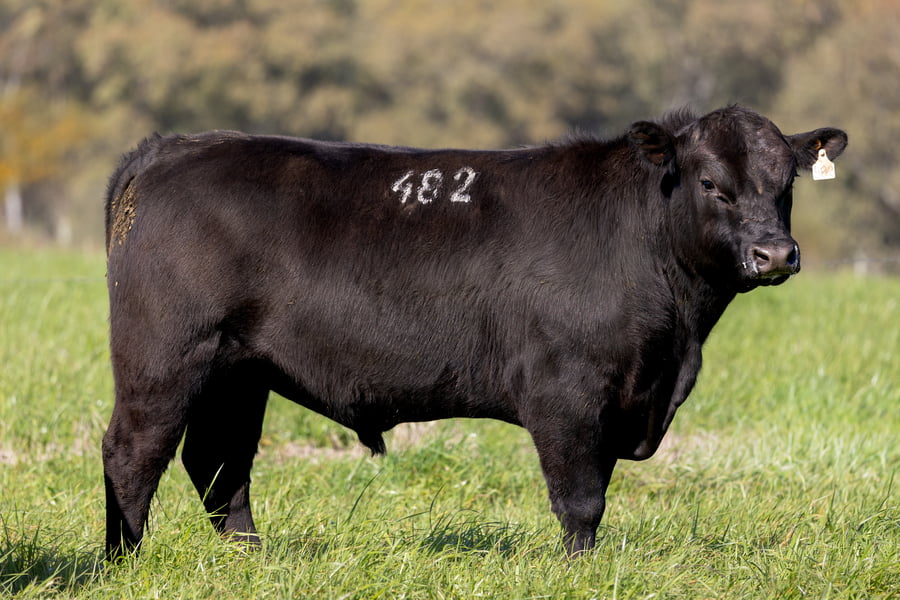 Lote 45
