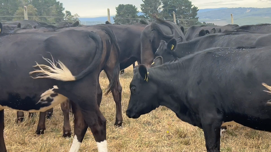 Lote 34 Vaquilla Engorda en Osorno, X Región Los Lagos