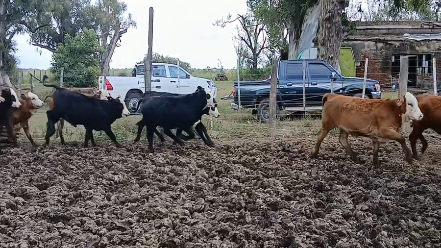 Lote 12 Terneras