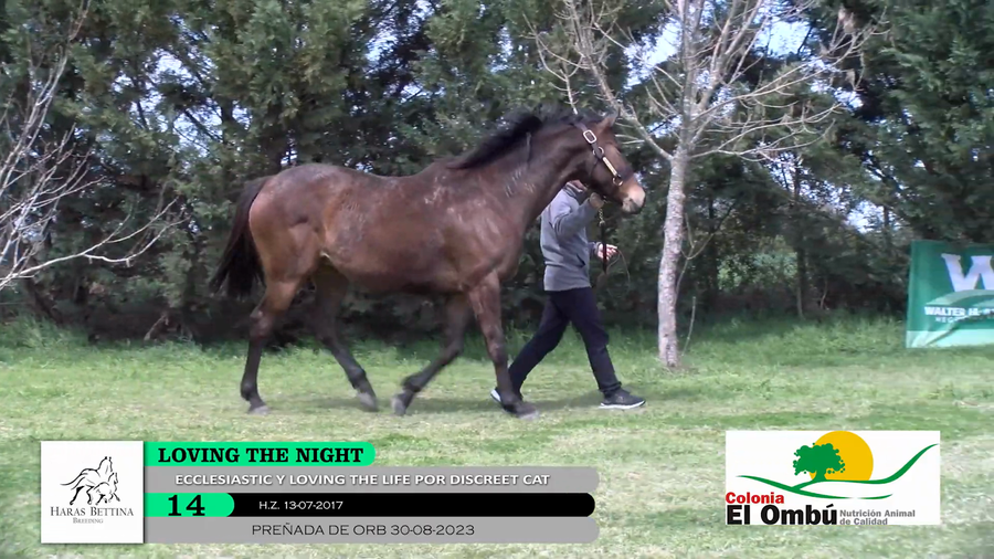 Lote LOVING THE NIGHT