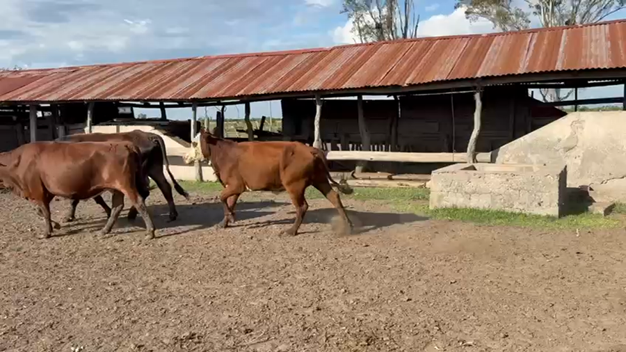 Lote 26 Vacas de invernar en Corrientes, Mercedes