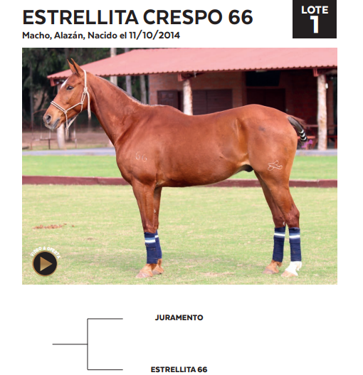 Lote LOTE 1