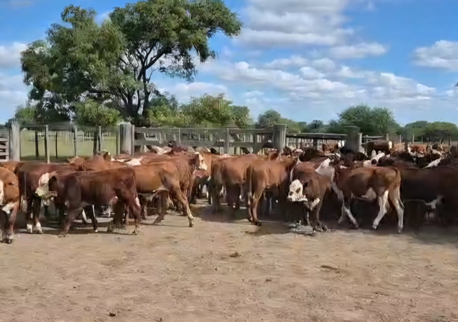Lote 160 Terneros en Corrientes, Curuzu Cuatia