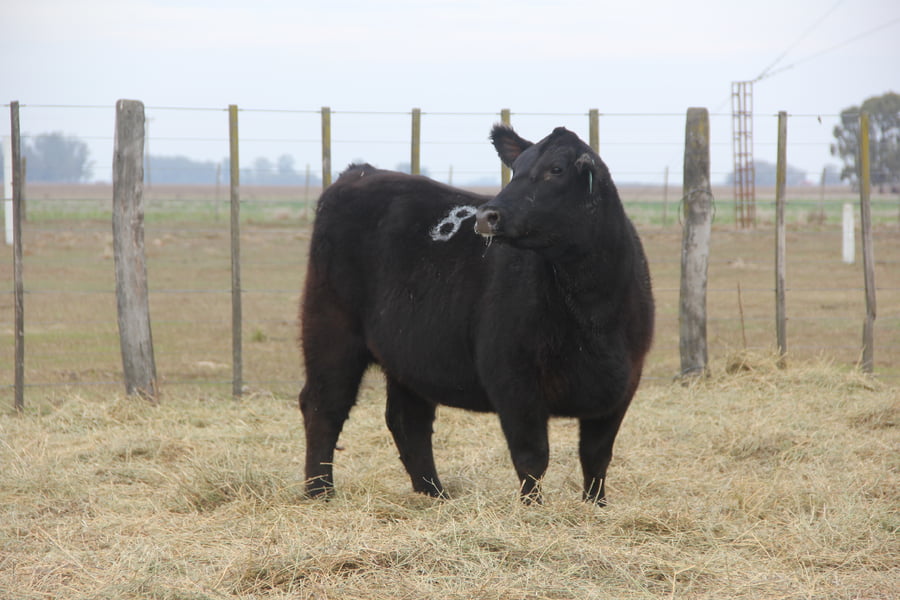 Lote VAQUILLONAS PURAS DE PEDIGREE