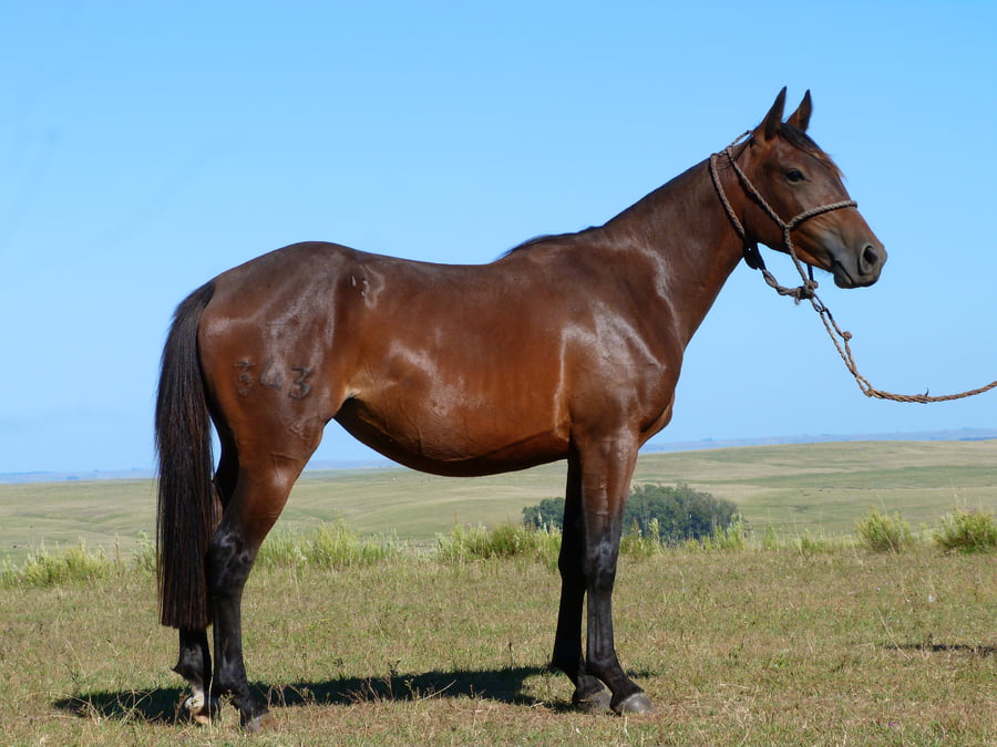 Lote Jerezana del Cerro Grande