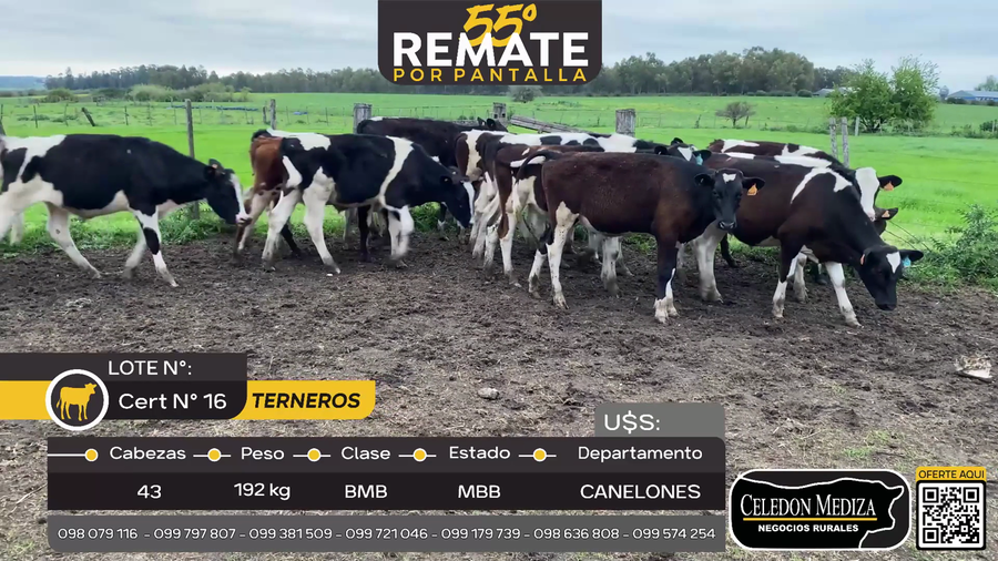 Lote 43 Terneros en Los Cerrillos, Canelones