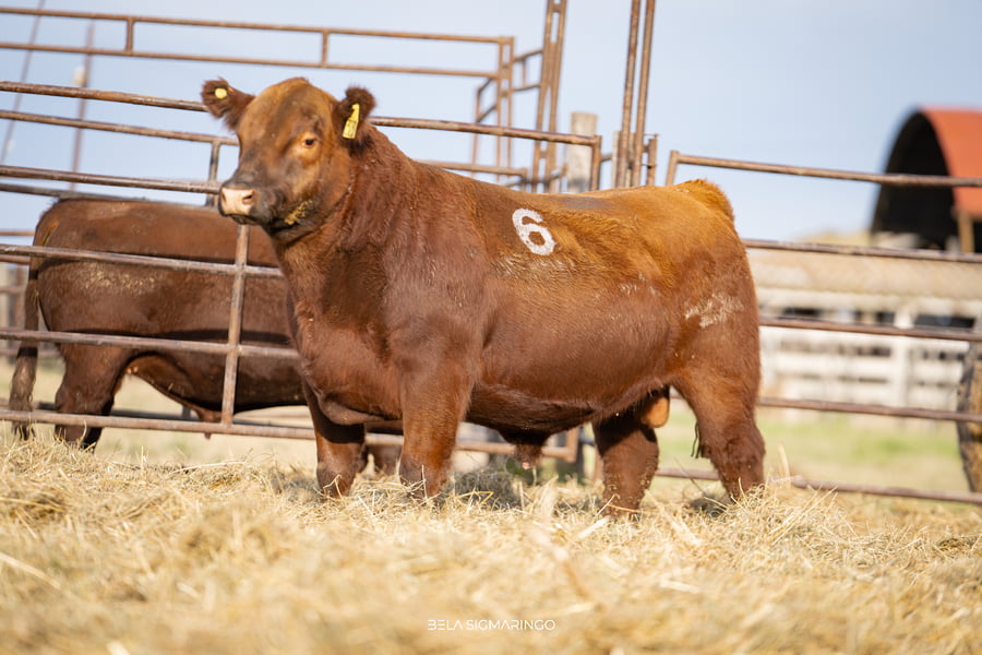 Lote TOROS ANGUS COLORADOS  PC