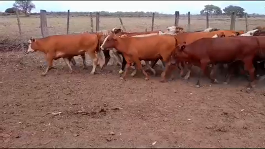 Lote 75 Vaquillonas P/ entorar en Gran Guardia, Formosa