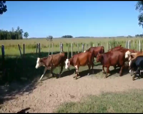 Lote 60 Novillitos en Ituzaingó, Corrientes
