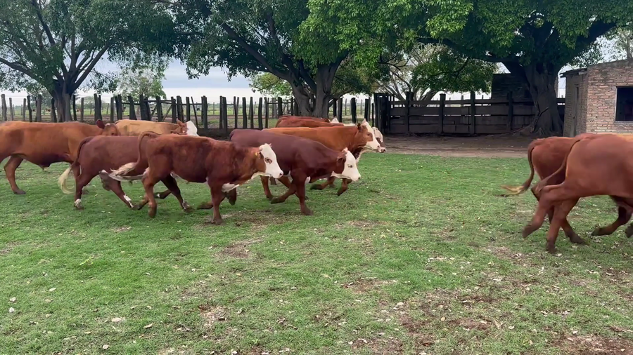 Lote 100 Terneros en Corrientes, San Roque