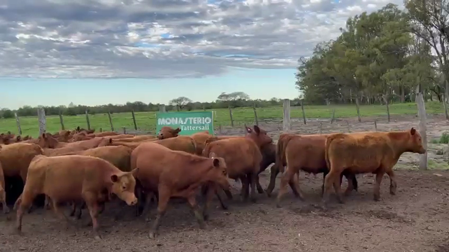 Lote 70 Terneros en Entre Ríos, Villaguay