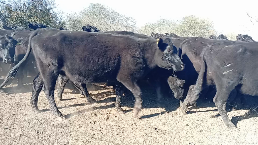 Lote 96 Vacas de invernar