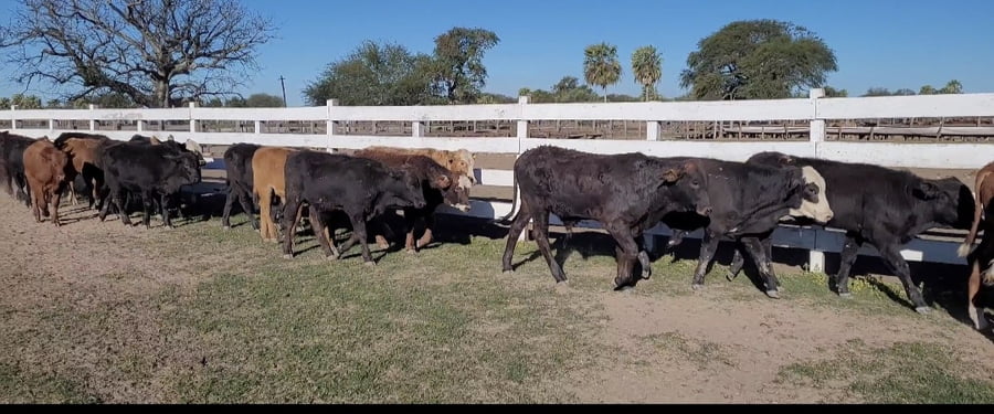 Lote 100 Terneros/as en Chaco, Makallé