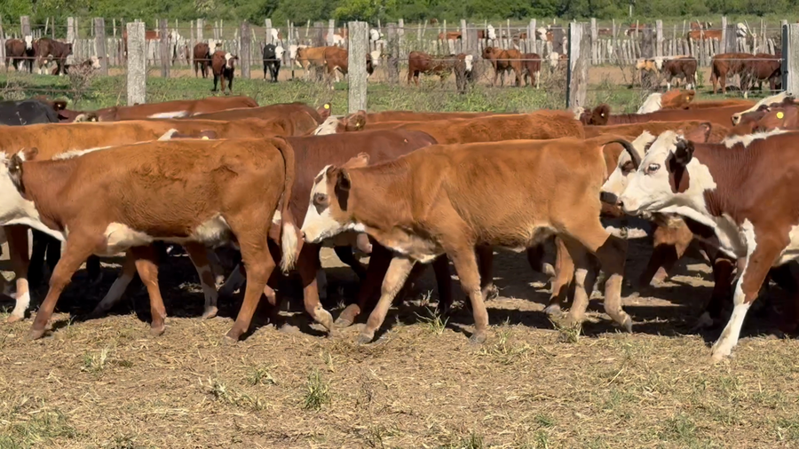 Lote 130 Terneras en Corrientes, San Roque