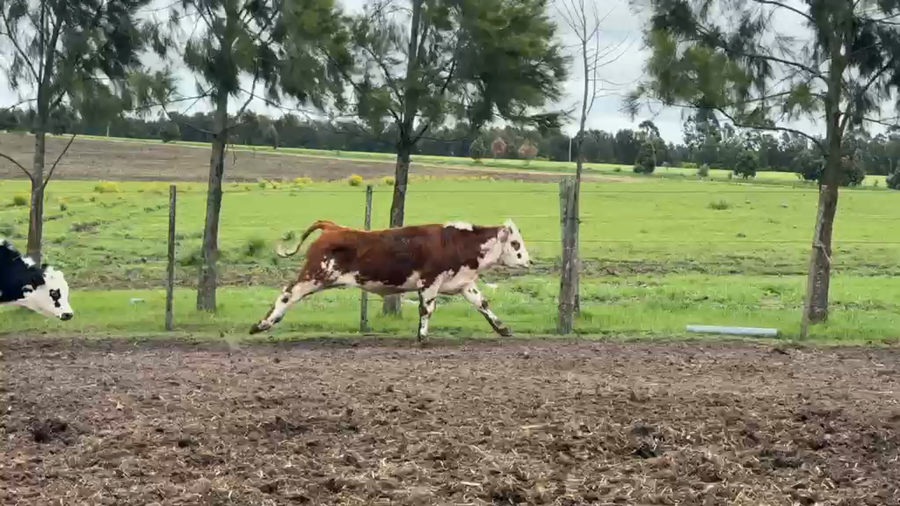 Lote TERNEROS