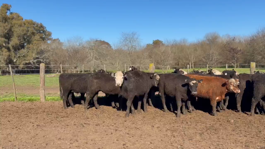 Lote 55 Novillitos