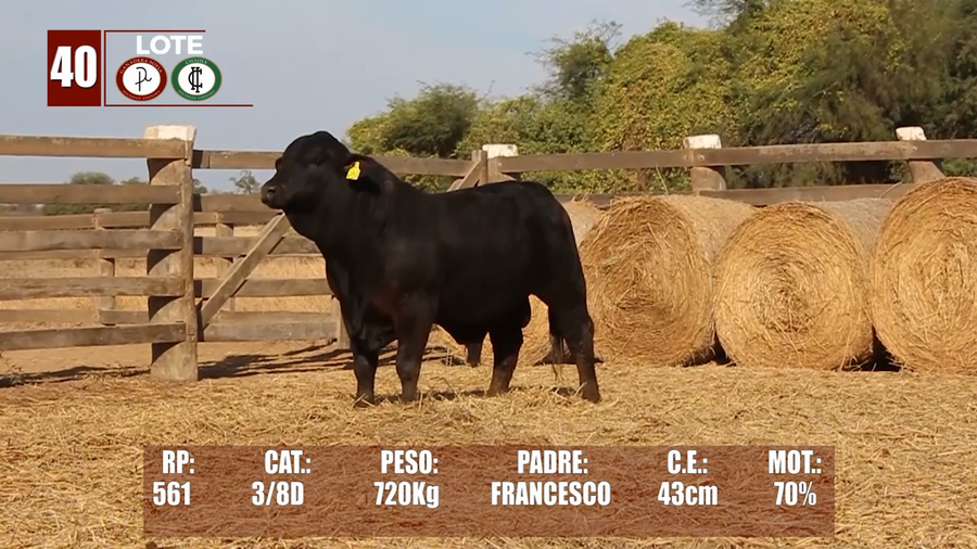 Lote Lote 40