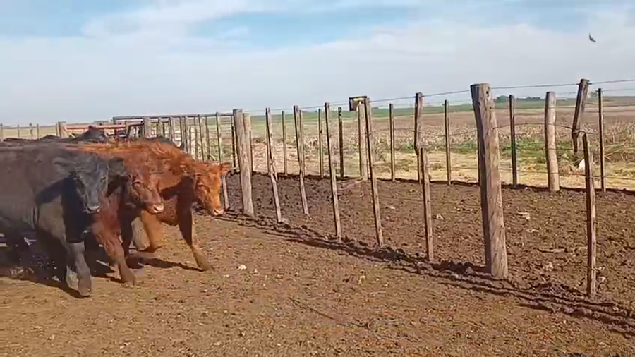 Lote 183 Terneros/as en Buenos Aires, Darregueira