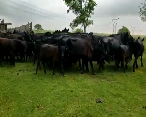Lote 25 Vacas CUT con cría en Villaguay, Entre Ríos