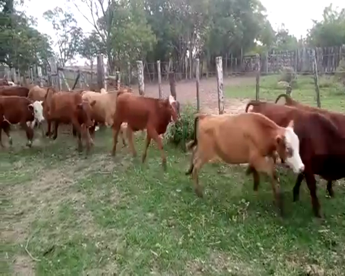 Lote 120 Terneros en Ituzaingó, Corrientes