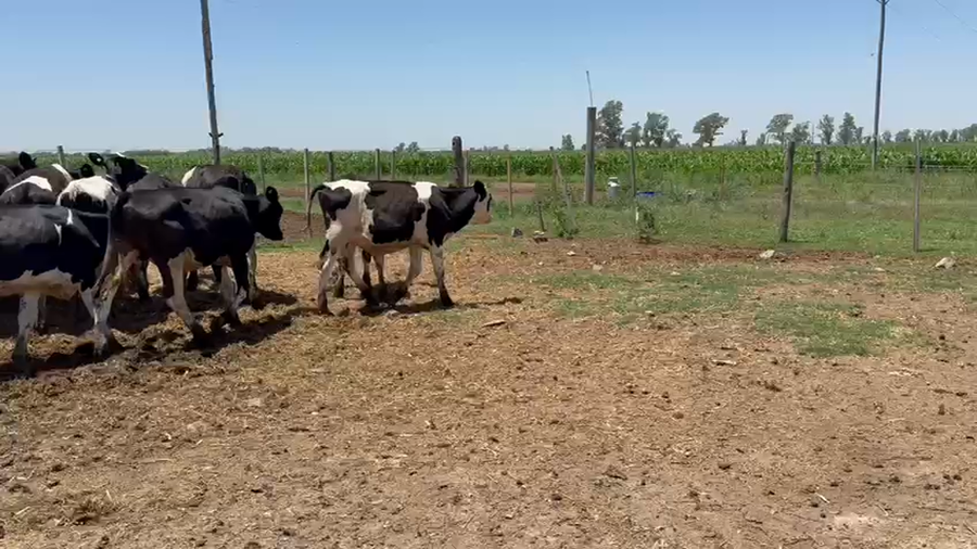 Lote 50 Terneros Holando Argentino en Sunchales, Santa Fe