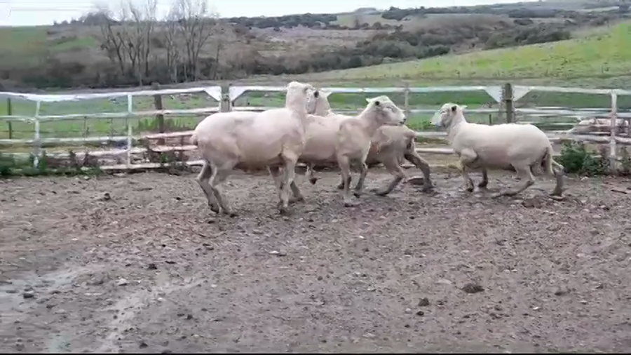 Lote 4 Carneros a remate en #37 Pantalla Carmelo en BARKER