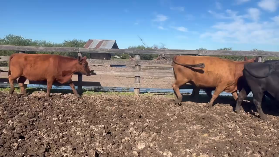 Lote 35 Vacas de invernar