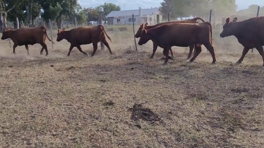 Lote 16 Vaquillonas C/ gtia de preñez en Brandsen, Buenos Aires