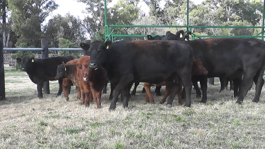 Lote VACAS ANGUS C/CRIA Y SERVICIO NEGRAS