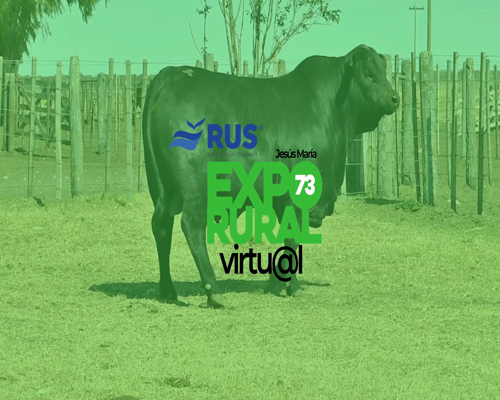 Lote TORO BRANGUS REG. DEFINITIVO