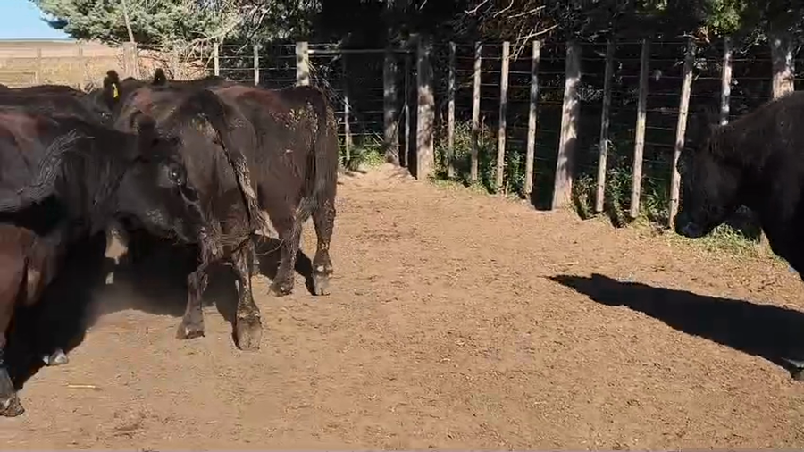 Lote 24 Vacas CUT preñadas en Buenos Aires, Carhue