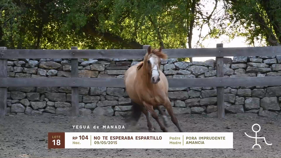 Lote NO TE ESPERABA ESPARTILLO