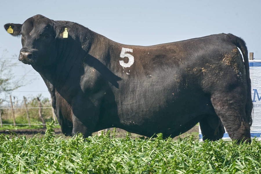 Lote "ME KEN" TOROS ANGUS P.P.