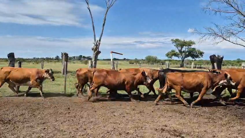 Lote 0 Vacas de invernar en Corrientes, Curuzu Cuatia