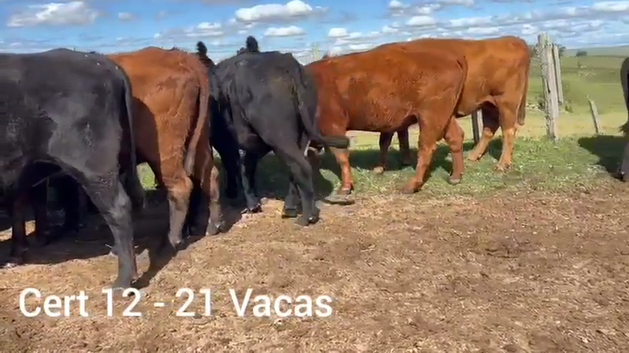 Lote VACAS