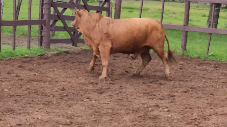 Lote Toros T. Brangus Rojo a remate en Remate de Reproductores, Asunción