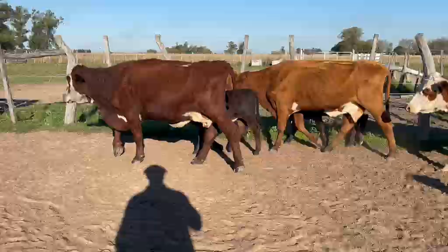 Lote 29 CUT con cría  en Corrientes, Goya