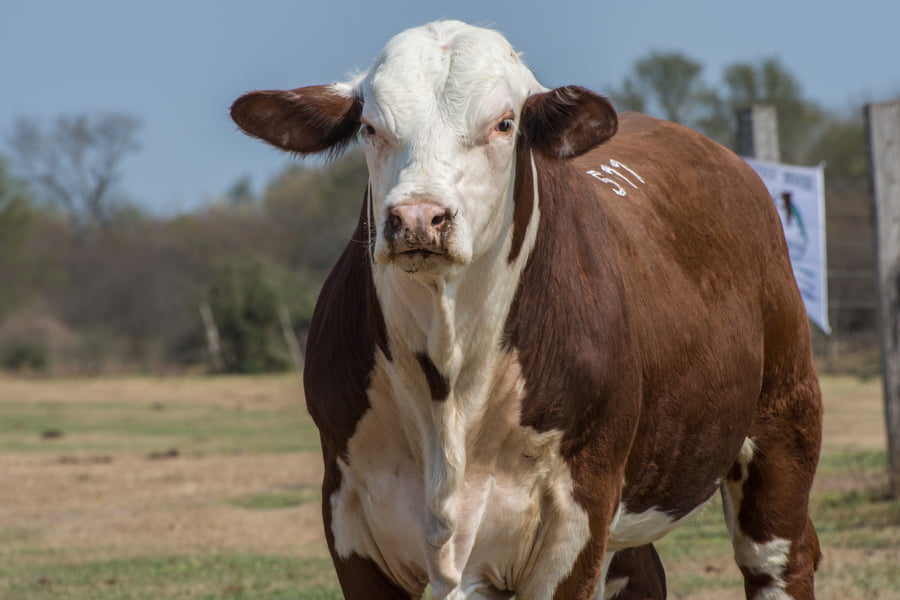 Lote Corral 4/5-CABAÑA ESTANCIA VIEJA